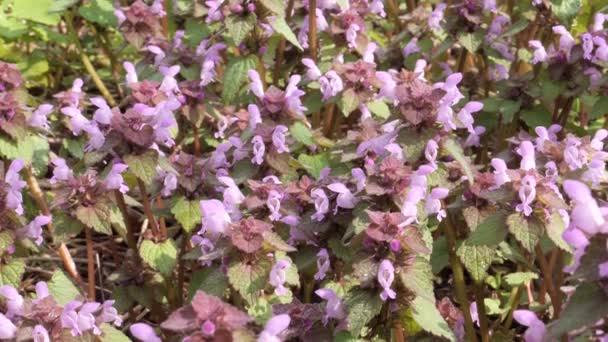 Eerste lente paars mooie bloemen longwort in het weiland — Stockvideo