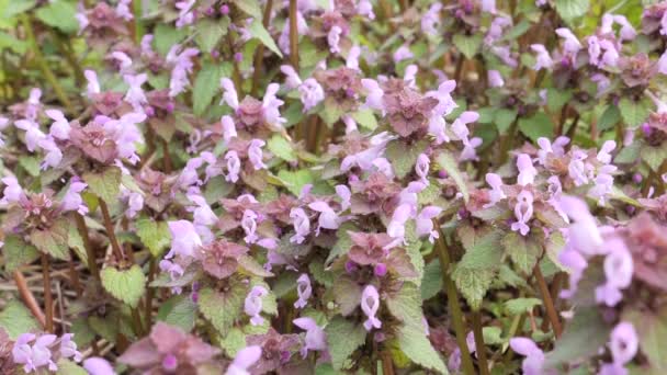 Primera primavera púrpura hermosas flores lungwort en el prado — Vídeos de Stock