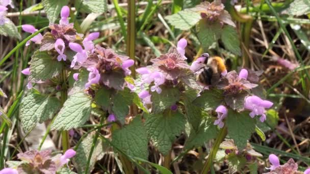 Bumblebee na primeira primavera roxo belas flores lungwort no prado — Vídeo de Stock