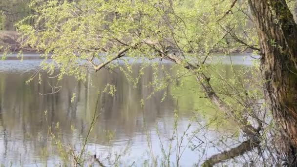 Весеннее наводнение большая вода. Деревья в воде — стоковое видео