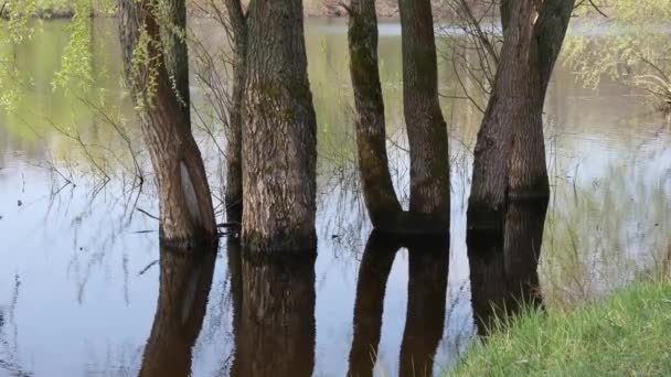 Quelle überschwemmt große Gewässer. die Bäume stehen im Wasser — Stockvideo