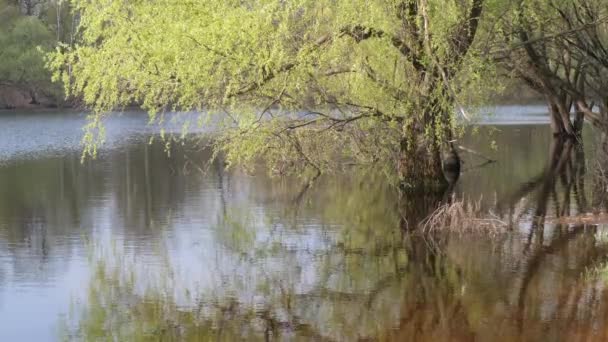 Inundação de primavera grande água. as árvores estão na água — Vídeo de Stock
