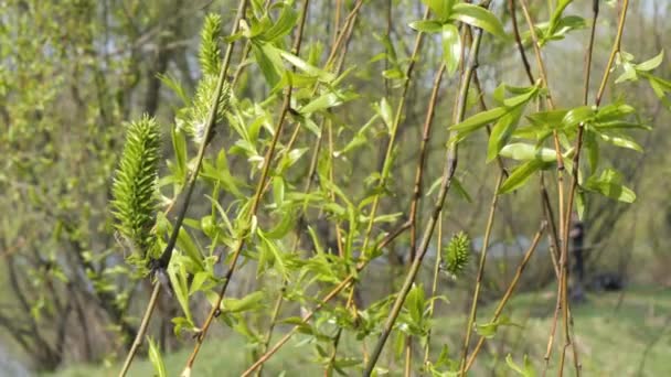 Весняний потоп велика вода. молоді гілки зеленого дерева над водою — стокове відео