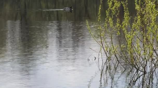 Spring flood lonely wild duck floats on water — Stock Video