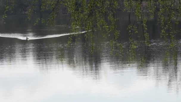 春の洪水孤独な野生のアヒルが水の上に浮かぶ — ストック動画
