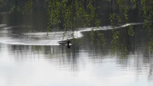 Spring flood lonely wild duck floats on water — Stock Video