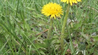 bahar genç sarı karahindibalar yeşil bir çayırda