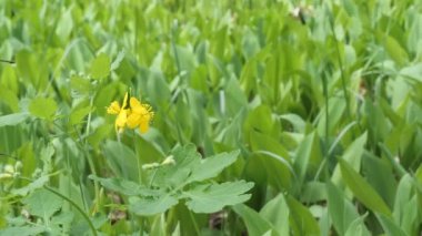 Orman çiçekleri rüzgarda sallanıyor 2021 'de