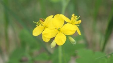 Orman çiçekleri rüzgarda sallanıyor 2021 'de