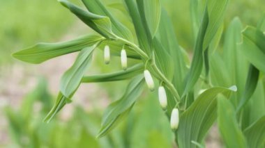 Orman çiçekleri rüzgarda sallanıyor 2021 'de