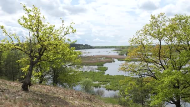 Printemps Paysage Prairie Inondé Eau Jeune Végétation — Video