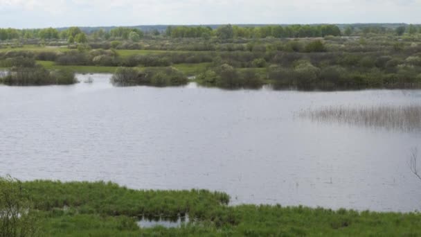 Primavera Paisaje Prado Inundado Agua Joven Vegetación — Vídeo de stock