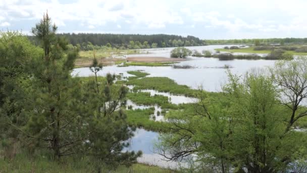 Primavera Paisaje Prado Inundado Agua Joven Vegetación — Vídeos de Stock