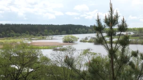 Spring Landscape Meadow Flooded Water Young Vegetation — Stock Video