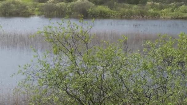 Весняний Пейзаж Луг Затоплений Водою Молода Рослинність — стокове відео