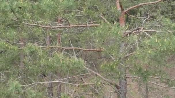 Cabang Pinus Dengan Jarum Dan Kerucut Bergoyang Dalam Angin — Stok Video