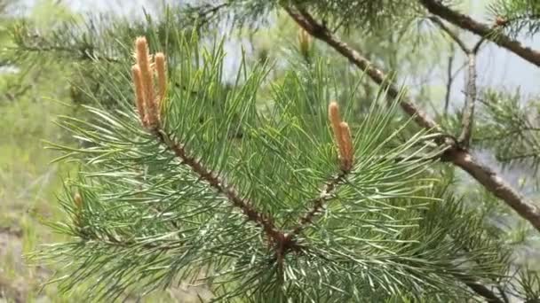 Cabang Pinus Dengan Jarum Dan Kerucut Bergoyang Dalam Angin — Stok Video