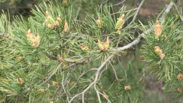 Cabang Pinus Dengan Jarum Dan Kerucut Bergoyang Dalam Angin — Stok Video