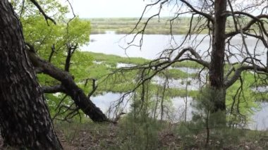 Çam ormanında eğri büğrü muhteşem ağaçlar