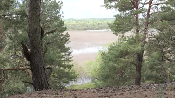 Arbres Fabuleux Tordus Dans Forêt Pins — Video