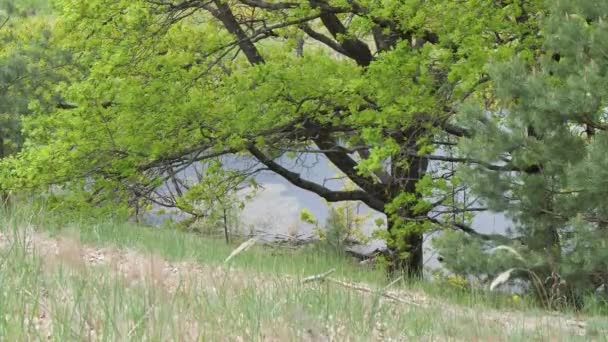 Arbres Fabuleux Tordus Dans Forêt Pins — Video