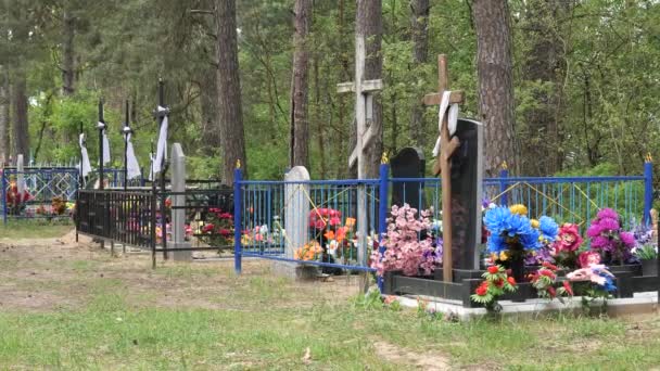 Vecchio Cimitero Bielorusso Una Pineta — Video Stock