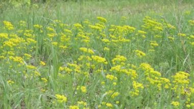 Orman çiçekleri rüzgarda sallanıyor.