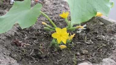 Yeşil salatalık serada çiçek açtı.