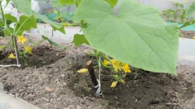 Yeşil salatalık serada çiçek açtı.