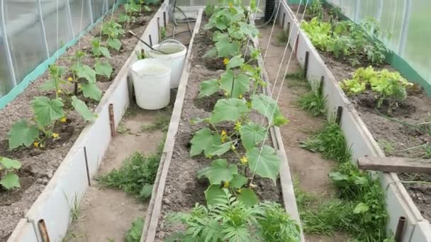 Zöld Uborka Növény Virágzott Üvegházban — Stock videók