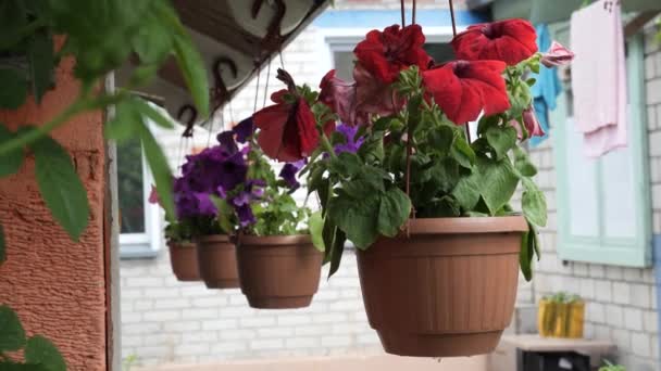 Красивые Цветы Висячий Цветочный Горшок Саду — стоковое видео
