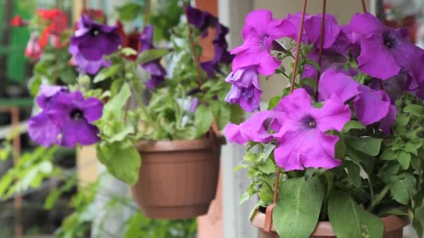 Hermosas Flores Una Maceta Colgante Jardín — Vídeo de stock