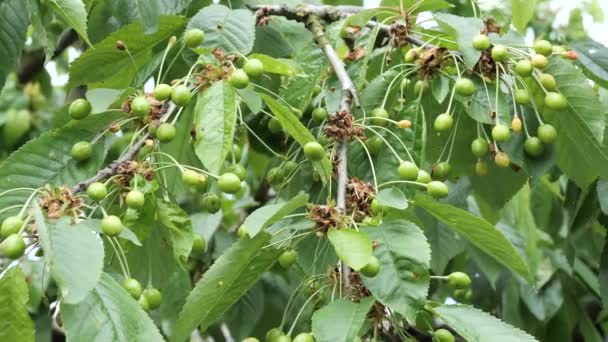 Unripe Cherries Tree Swaying Wind — Stock Video