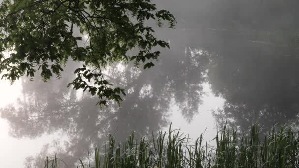 Beautiful Location Lake Morning Fog — 图库视频影像