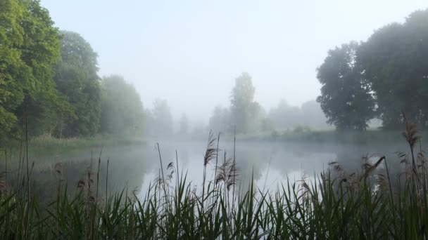 Hermosa Ubicación Niebla Mañana Lago — Vídeo de stock