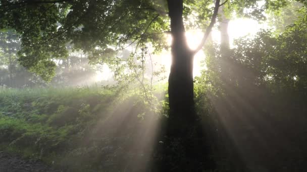 Pohon Hijau Tua Yang Indah Pagi Hari Matahari Dalam Kabut — Stok Video