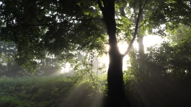 Piękne Stare Zielone Drzewo Porannym Słońcu Mgle — Wideo stockowe