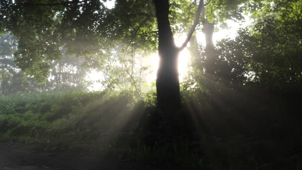 Красиве Старе Зелене Дерево Ранковому Сонці Тумані — стокове відео