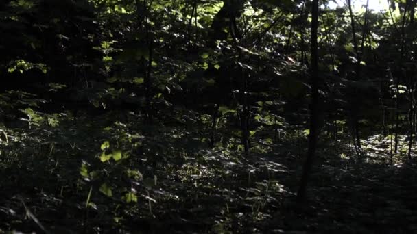 许多昆虫在阳光下在森林中飞翔 — 图库视频影像