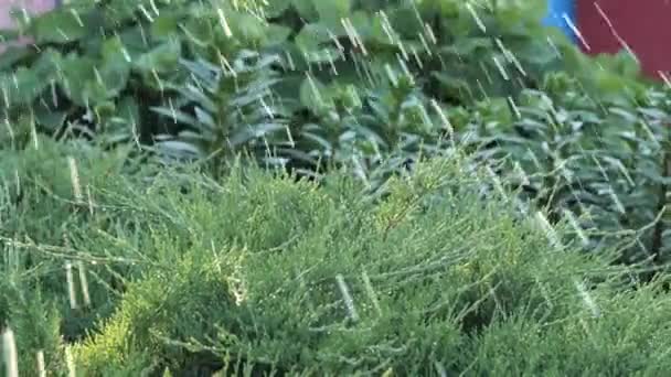 Arroseur Jardin Arroseur Eau Gouttes Eau Dans Les Rayons Soleil — Video