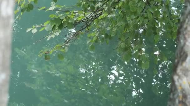 Eau turquoise bleue des arbres de la source sainte sur le rivage. SLAVGOROD, BELARUS — Video