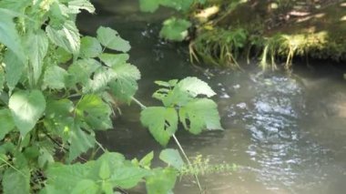 Bir orman nehrinin kıyısında, güneşte yeşil bitki örtüsü