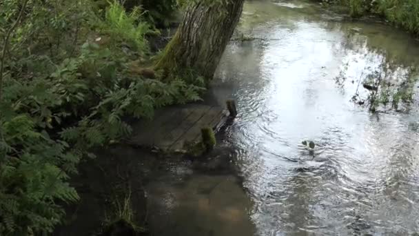 Vegetație verde la soare pe malurile unui flux forestier — Videoclip de stoc