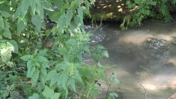 Grön vegetation i solen på stranden av en skogsbäck — Stockvideo