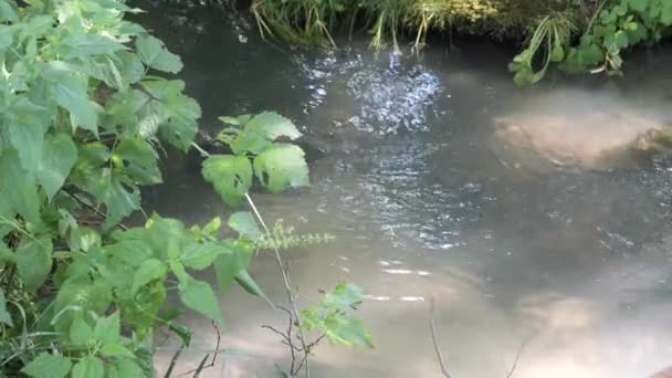 Bir orman nehrinin kıyısında, güneşte yeşil bitki örtüsü — Stok video