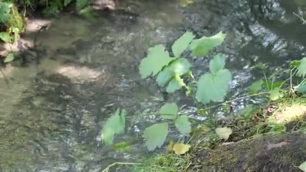 Zelená vegetace na slunci na březích lesního potoka — Stock video