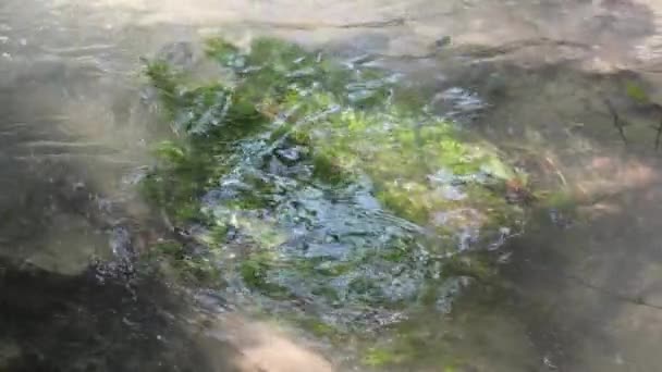 Vegetazione verde al sole sulle rive di un ruscello boschivo — Video Stock