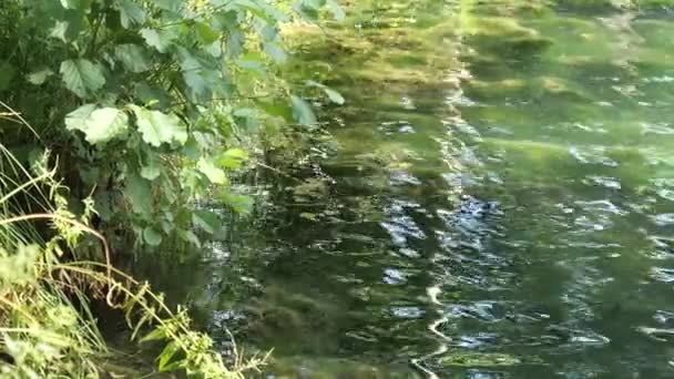 Green vegetation in the sun on the banks of a forest stream — Stock Video