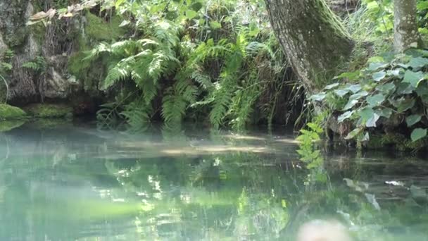 Modrá tyrkysová voda svatých zdrojových stromů na břehu. SLAVGOROD, BELARUS — Stock video
