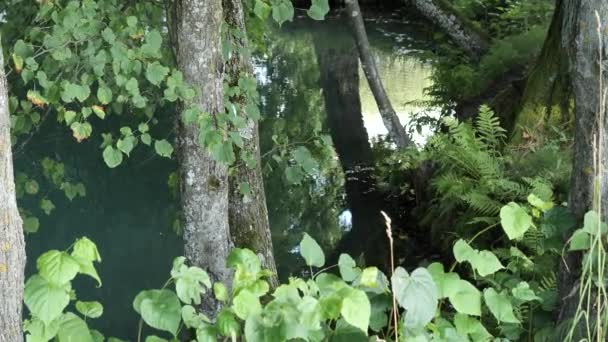 Blauw turkoois water van de heilige bronbomen aan de kust. Slaaf, BELARUS — Stockvideo